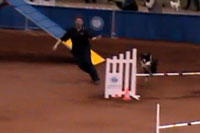 video - Ski 2009 AKC NAtionals